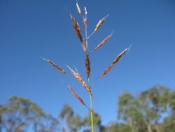 Sorghum leiocladum head.jpg