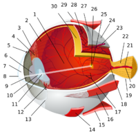 1:posterior segment 2:ora serrata 3:ciliary muscle 4:ciliary zonules 5:Schlemm's canal 6:pupil 7:anterior chamber 8:cornea 9:iris 10:lens cortex 11:lens nucleus 12:ciliary process 13:conjunctiva 14:inferior oblique muscule 15:inferior rectus muscule 16:medial rectus muscle 17:retinal arteries and veins 18:optic disc 19:dura mater 20:central retinal artery 21:central retinal vein 22:optic nerve 23:vorticose vein 24:bulbar sheath 25:macula 26:fovea 27:sclera 28:choroid 29:superior rectus muscle 30:retina