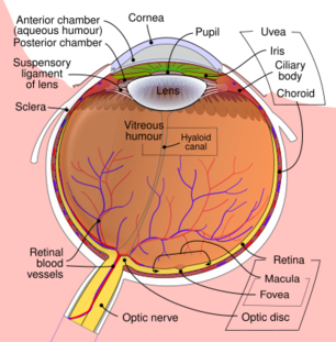 Schematic diagram of the human eye en.svg