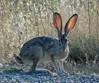 BlacktailJackRabbit.jpg