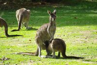Macropus Fuliginosus feeding.JPG