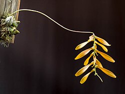 Bulbophyllum tripudians (plant).jpg