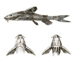 Erethistes elongata Day 102.jpg