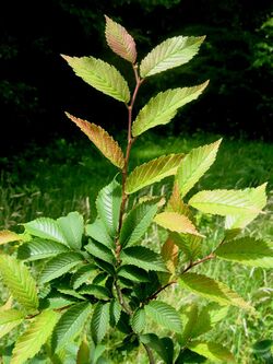 U. microcarpa foliage 1.jpg