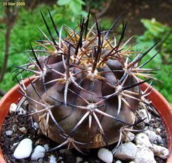 Copiapoa echinoides cv dura.jpg