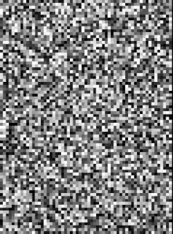 animation of random patches evolving into image of Charles Darwin
