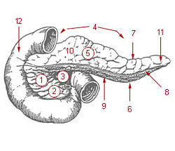 Illu pancreas duodenum.jpg