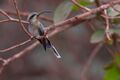 Broad-tipped Hermit Anopetia gounellei.jpg