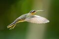 Saw-billed Hermit Ramphodon naevius.jpg