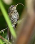 White-tipped Sicklebill.jpg