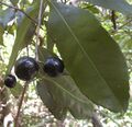 Elaeodendron melanocarpum fruit.