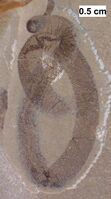Carbonized fossil of a cycloneuralian worm that was once misidentified as a leech[87] from the Silurian Waukesha Biota of Wisconsin.