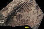 Shell external mold of Anomalodonta gigantea from Waynesville Formation