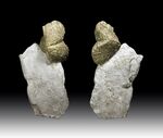 Pyritized specimen of the brachiopod Paraspirifer bownockeri