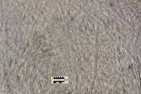 Densely packed, subaerial or nearshore trackways (Climactichnites wilsoni) made by a putative, slug-like mollusk on a Cambrian tidal flat