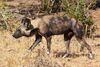 African wild dog lycaon pictus.jpg