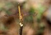 Anisoptera near Joranda Water Fall Simlipal Biosphere Reserve.jpg