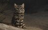 Black-Footed Cat-BrookfielZoo2.jpg