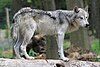 Canis lupus Ernstbrunn.jpg