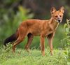 Dhole (Asiatic wild dog) cropped.jpg