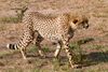 Hunting Cheetah.jpg