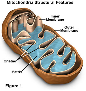 Mitochondriafigure1.jpg