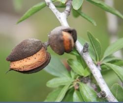 Almonds on tree