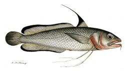 Phycis blennoides.jpg