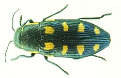 Buprestis octoguttata bl.JPG
