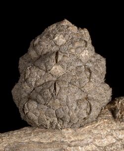 Allocasuarina microstachya - Flickr - Kevin Thiele.jpg