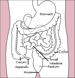 Stomach colon rectum diagram.svg