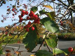 Sorbus intermedia1.jpg