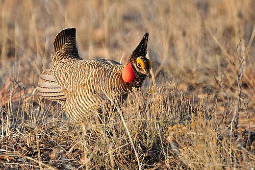 Federal judge orders removal of federal protection for prairie chicken