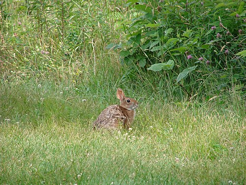 New England cottontail removed from candidate list of endangered species