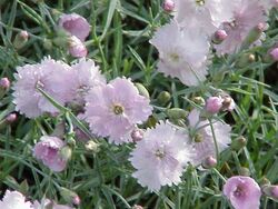Dianthus gratianopolitanus0.jpg