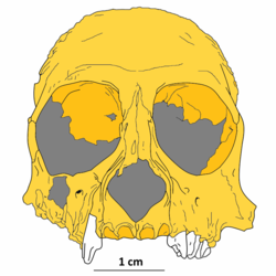 Killikaike blakei.png