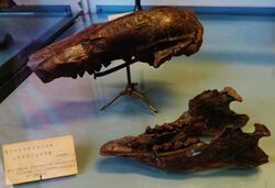 Nematherium angulatum.JPG