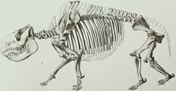 Nesodon imbricatus skeleton reconstruction.jpg