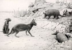 Protypotherium australe.jpg