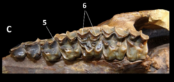 Tetramerorhinus jaw.png