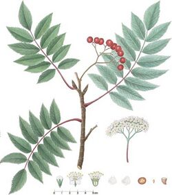 Grønlandsk Røn (Sorbus groenlandica) (9411504582).jpg