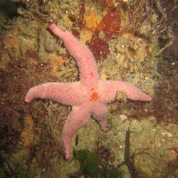 Henricia sanguinolenta - Carantec.jpg