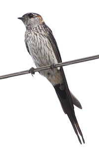 Red-rumped swallow