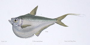 Pristigaster cayana.jpg