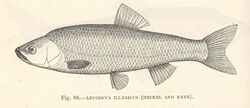 FMIB 48056 Leuciscus illyricus (Heckel and Kner).jpeg
