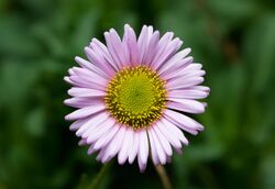 Erigeron Glaucus.jpg
