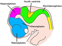 Very simple drawing of the front end of a human embryo, showing each vesicle of the developing brain in a different color.